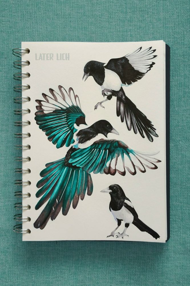 Sketchbook page filled with three magpie drawings.
