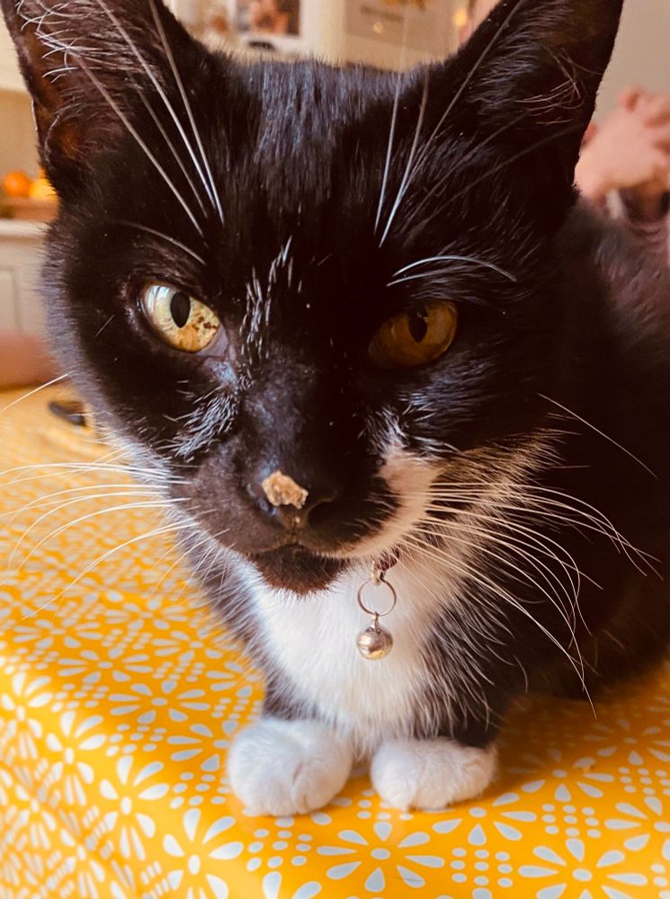 Black and white cat looking to camera with pastry in her nose 