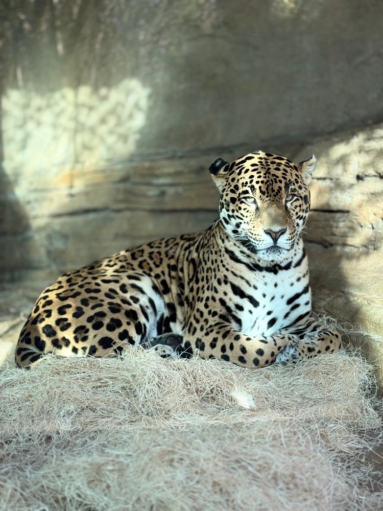 Jaguar sitting on a bed of straw in the sunshine 