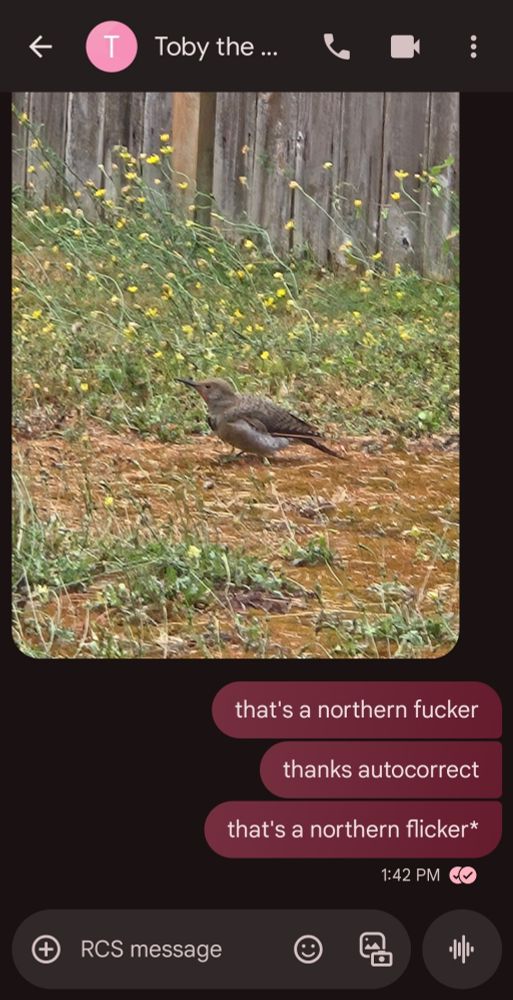 screenshot of texts between me and my son Toby
he sent a picture of a "fat bird"and wanted to know what it is
my responses below the picture say

that's a northern fucker
thanks autocorrect
that's a northern flicker*