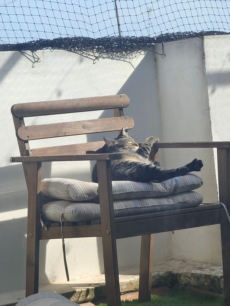 Gata feliz tomando el sol encima de la silla sucia de la terraza 