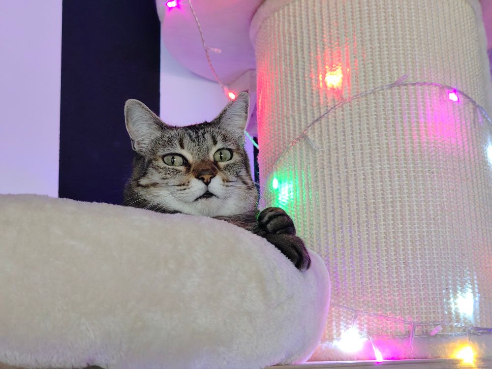 foto de Gata sonriendo orgullosa a càmara posando desde lo alto de su torre rascador con luces de colores de navidad 