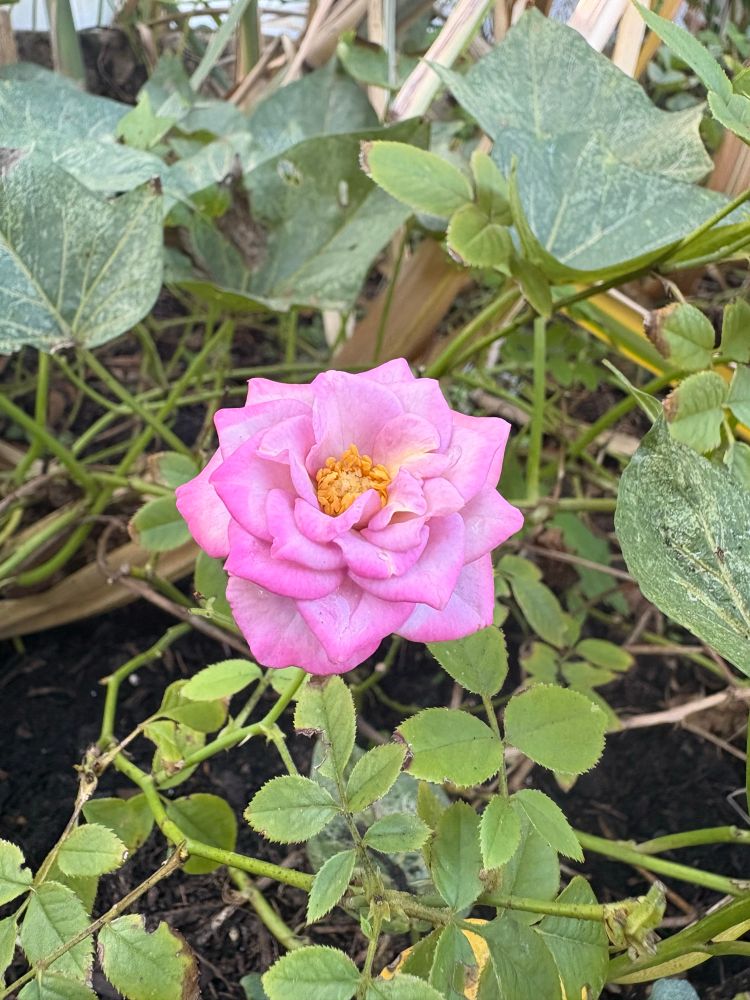 Pink rose in bloom