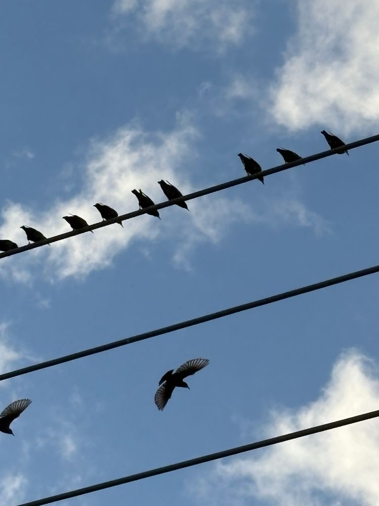 Birds flying and other birds on a wire