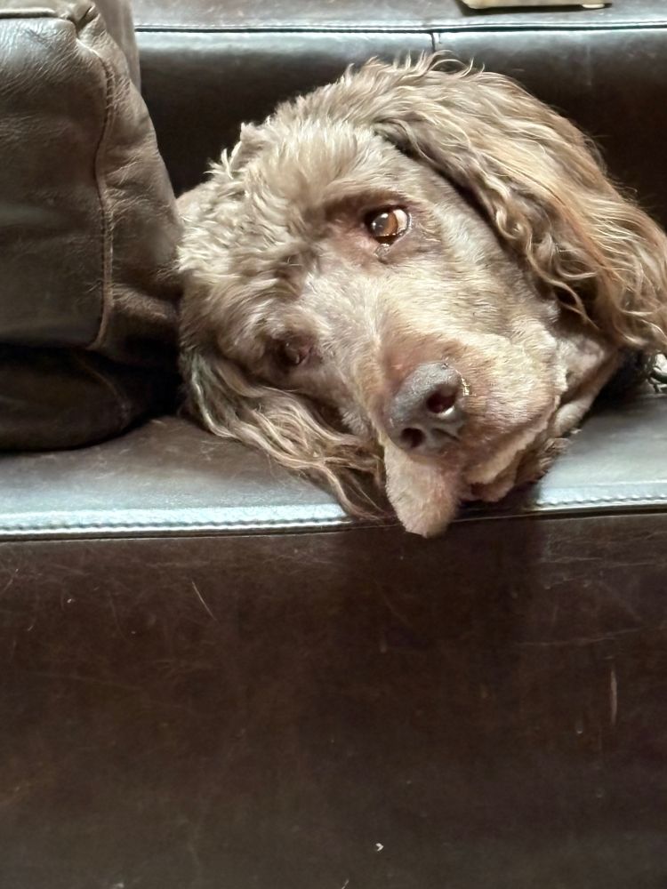 A sad chocolate labradoodle. 