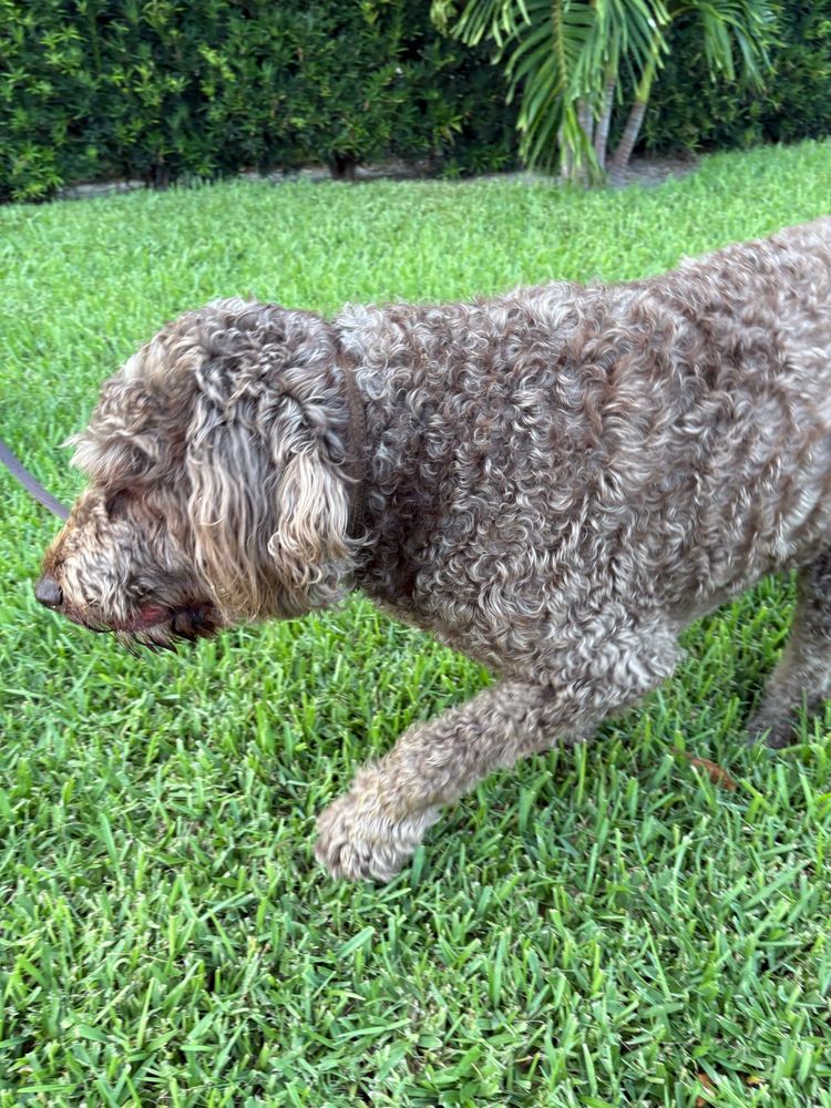 100 pound chocolate labradoodle on the move 