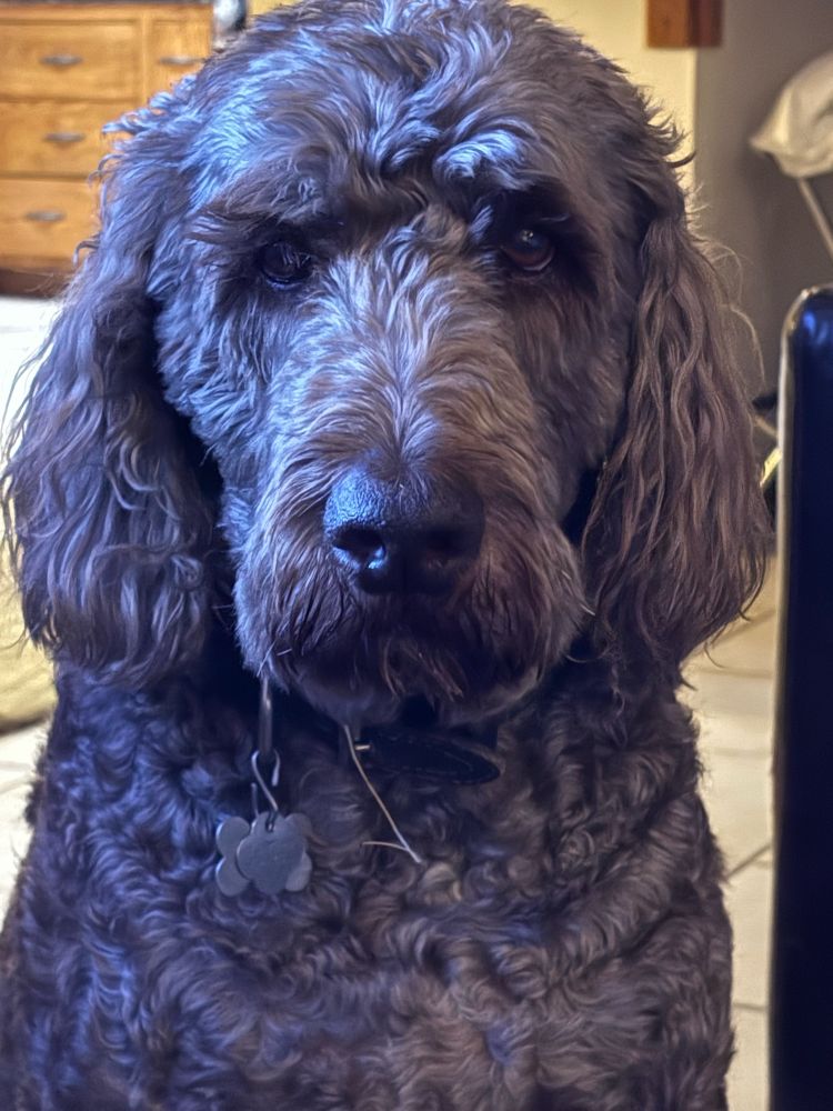 Close up of a chocolate labradoodle staring into the camera