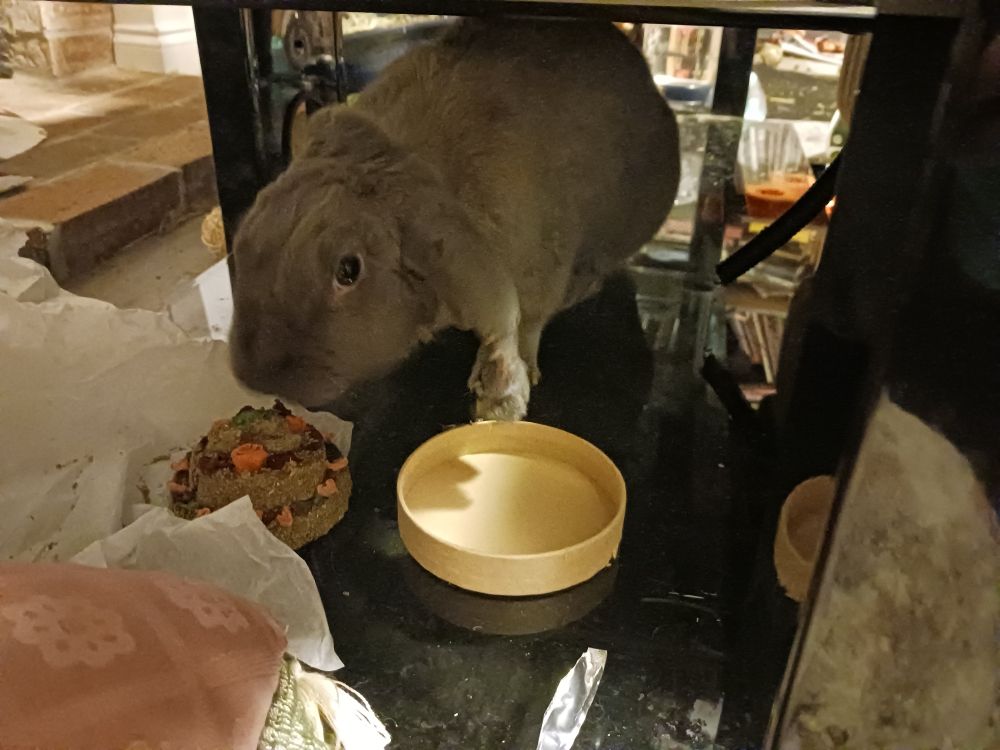 Miya giving me the side-eye while eating her bunny birthday cake 