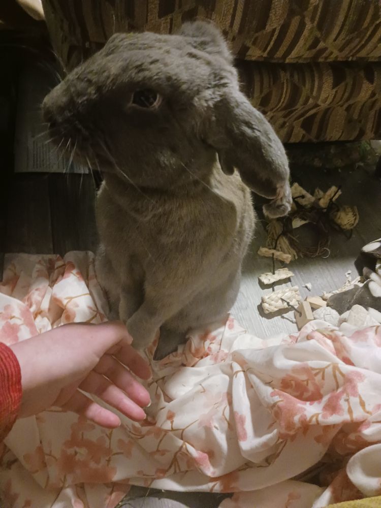 My rabbit Miya standing up on her back legs with serious eyes