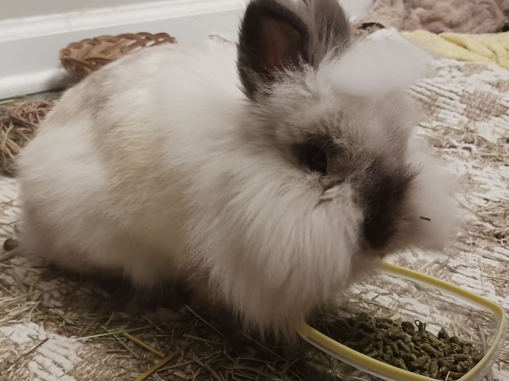 Zephyr eating pellets. She's a lionhead rabbit with gray points