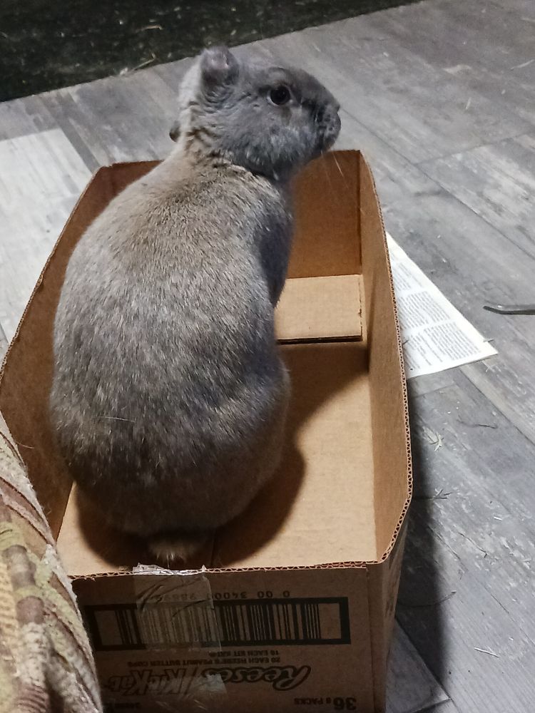 A one-eared rabbit in a box