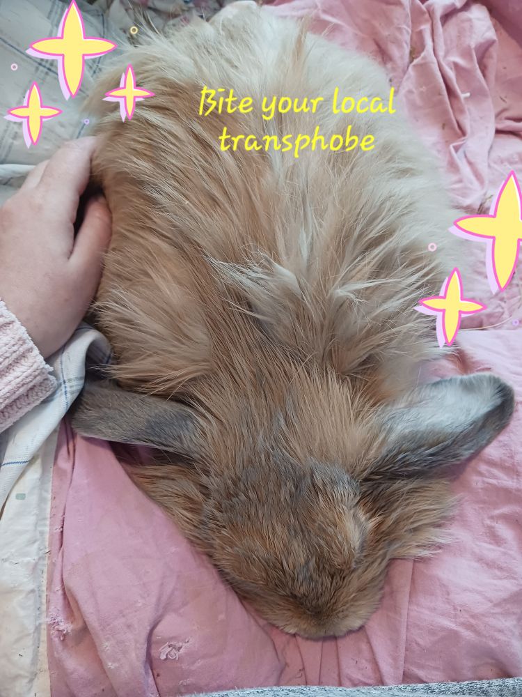 A lop bunny getting cuddled on an old pink blanket. There are cartoon stars and the caption "Bite your local transphobe"