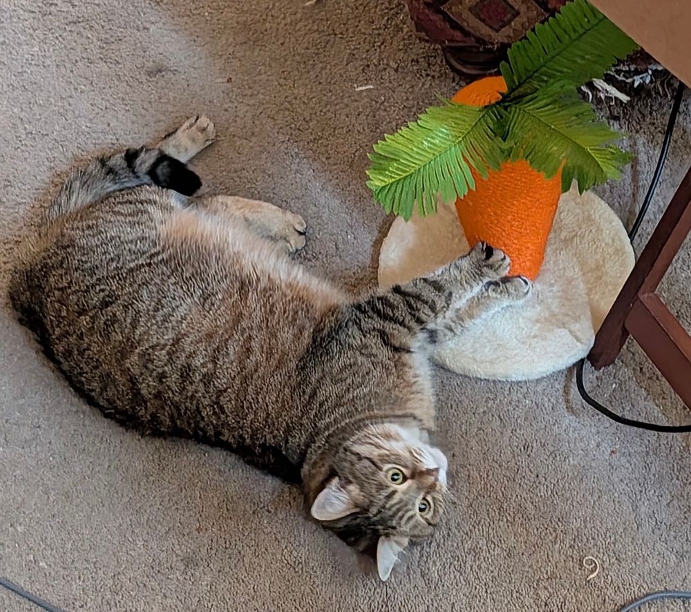 Asking since cats cannot survive on a diet of carrots alone.