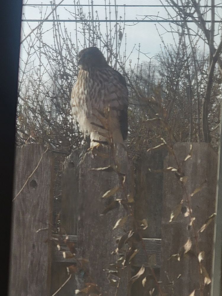 A hawk of some kind perched on a backyard fence outside of my room. He was just looking around. Wanted to get a closer picture but he probably noticed me moving and flew away. Still, I am glad I got some good quality.