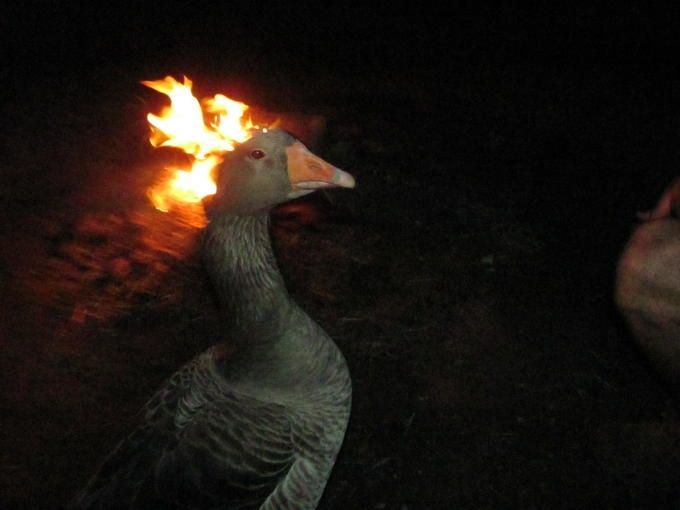 It's that one image that would automatically get flagged whenever you posted it