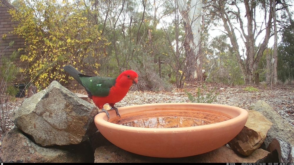King parrot