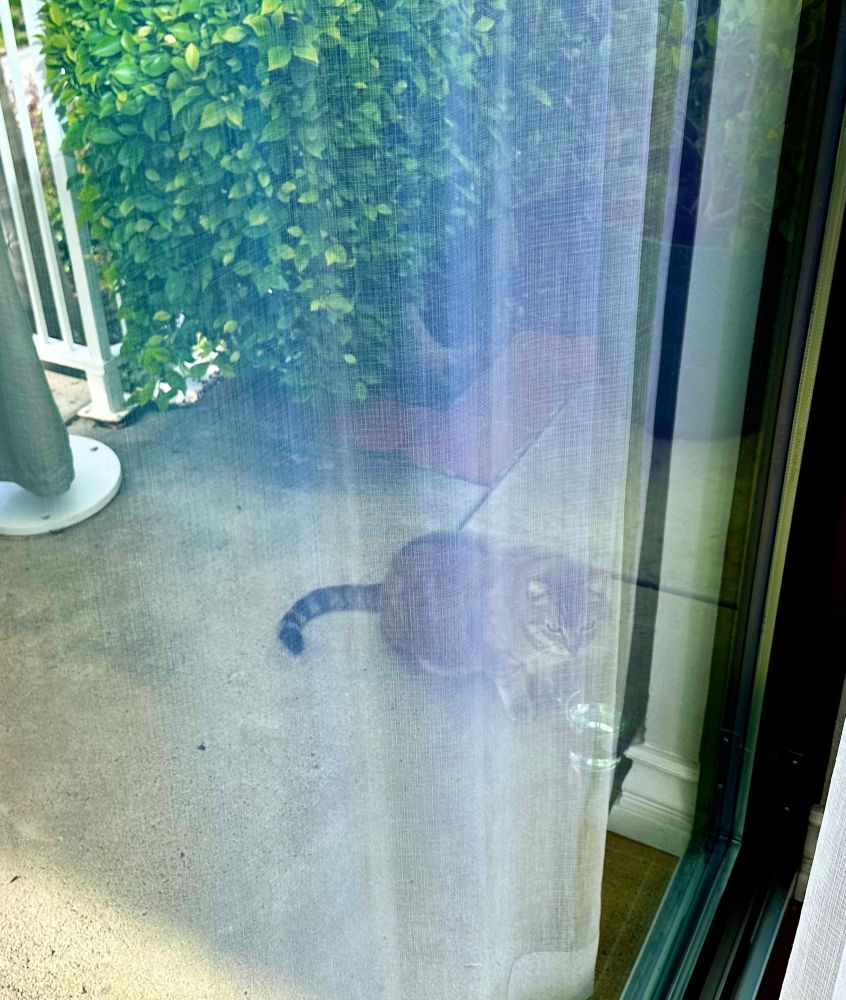 Grey tabby cat sitting next to glass of water on the ground outside hotel sliding glass doors. Cat is partially obscured by reflection of mesh curtain on the glass.