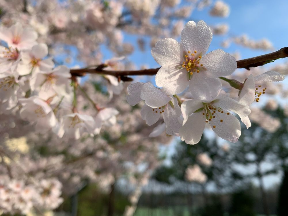 Japanese cherry blossoms, close-up shows five white petals covered in morning dew