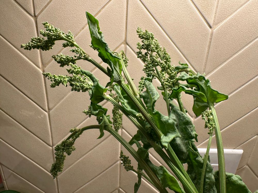 French sorrel plants beginning to grow seed pods, picture taken indoors against a kitchen tile background. 