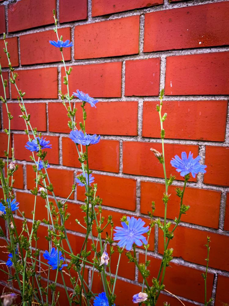 Blaue Blümchen am Wegesrand, dahinter eine rote Backsteinmauer 