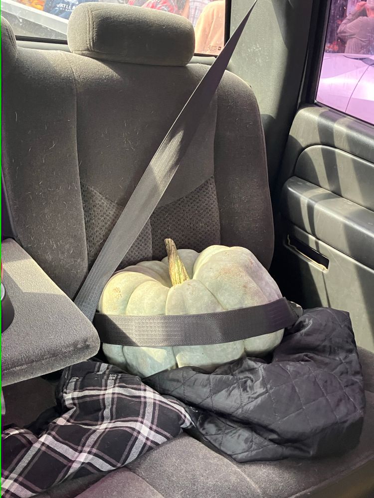A deeply rumpled green gray pumpkin with a green and tan stem sitting on a quilted flannel on a vehicle seat, neatly strapped in with the seatbelt. 