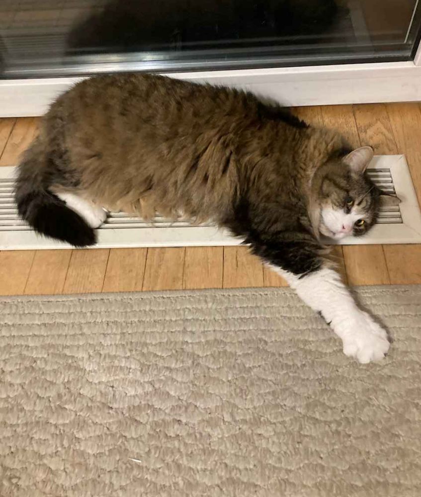 Tommy, a fluffy cat laying on a heat vent while sticking out a single leg and looking at the camera.