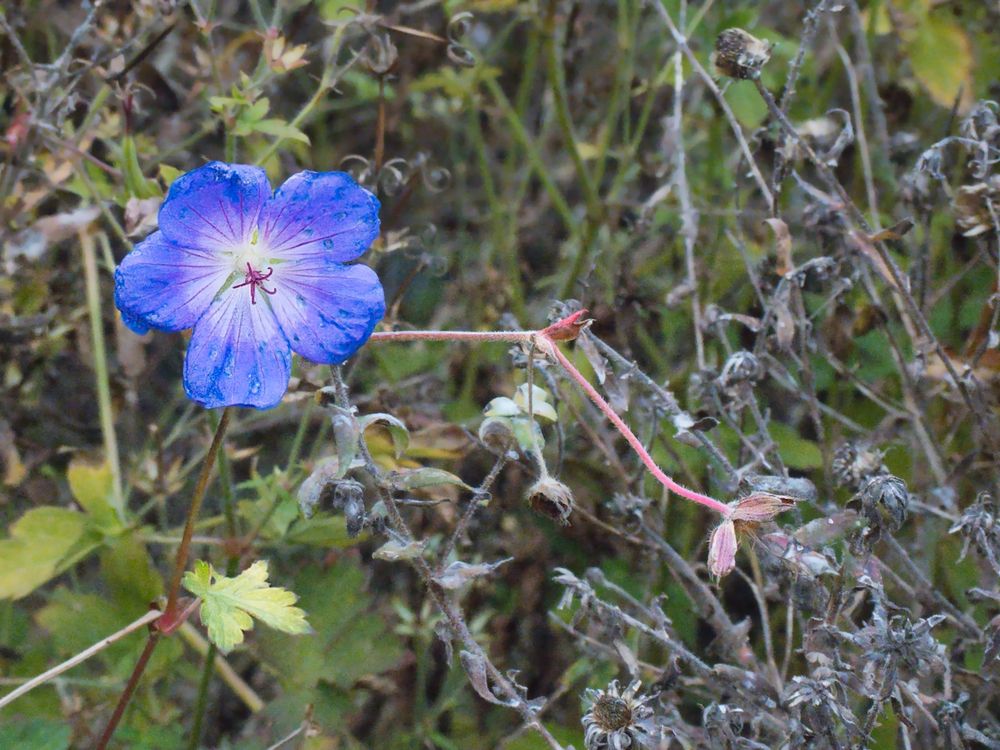 A single flower with a white center and blue edges, and thin red lines radiating out from the center. The flower is surrounded by drying or dead foliage. 