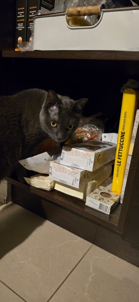 Cat exploring cupboard filled with pasta