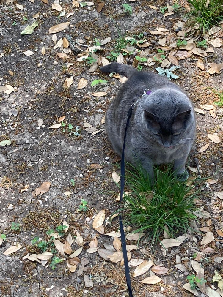 My bluish grey cat sitting by a tuff of green grass with her leash on as we enjoy an afternoon walk. 