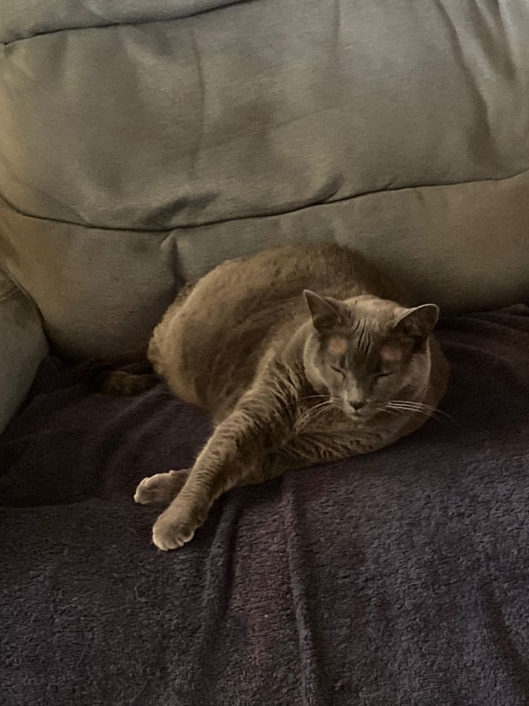 A smug grey cat who shamelessly stole my seat while I was folding laundry. 