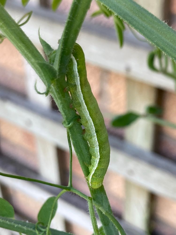 Photograph of Hebrew Character moth caterpillar on sweet pea plant.