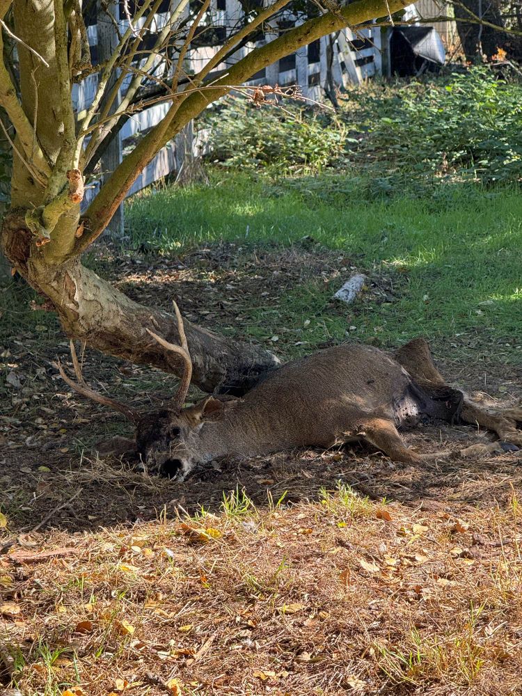 A high-angle shot on a sunny day shows a dead deer lying on its side at the base of a tree. The deer has antlers and is partially covered by dry leaves and dirt. Its mouth is open, revealing teeth. The background shows green grass, some brush, and a wooden fence, all under bright sunlight.