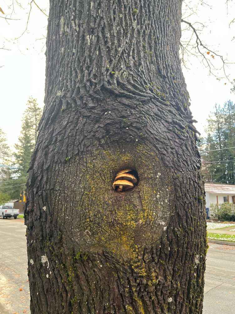 Mushrooms growing in the knot of a tree