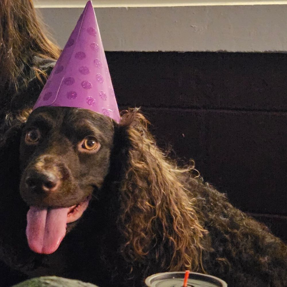 A Boykin Spaniel wearing a purple party hat