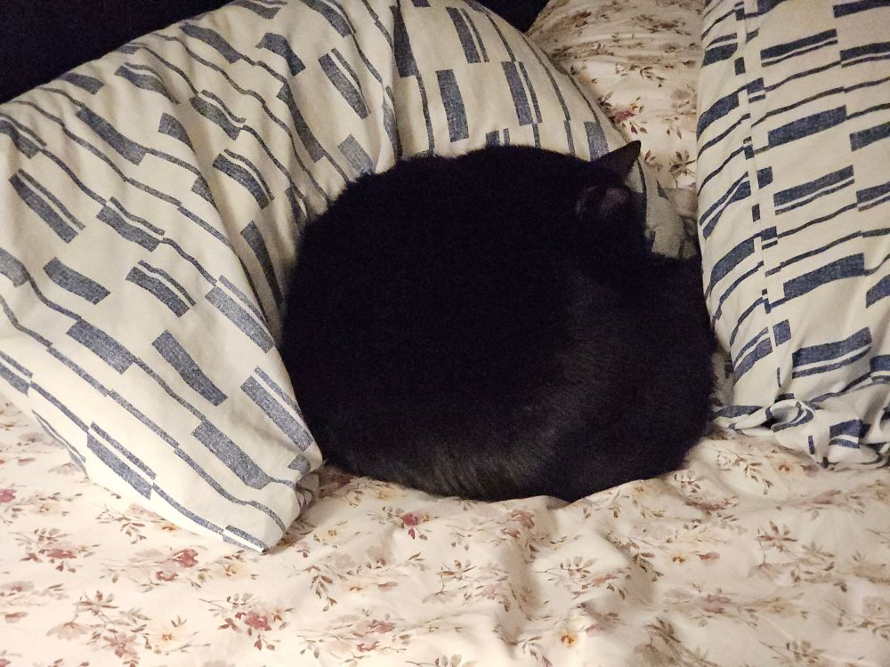 A fat black cat naps against a pillow 
