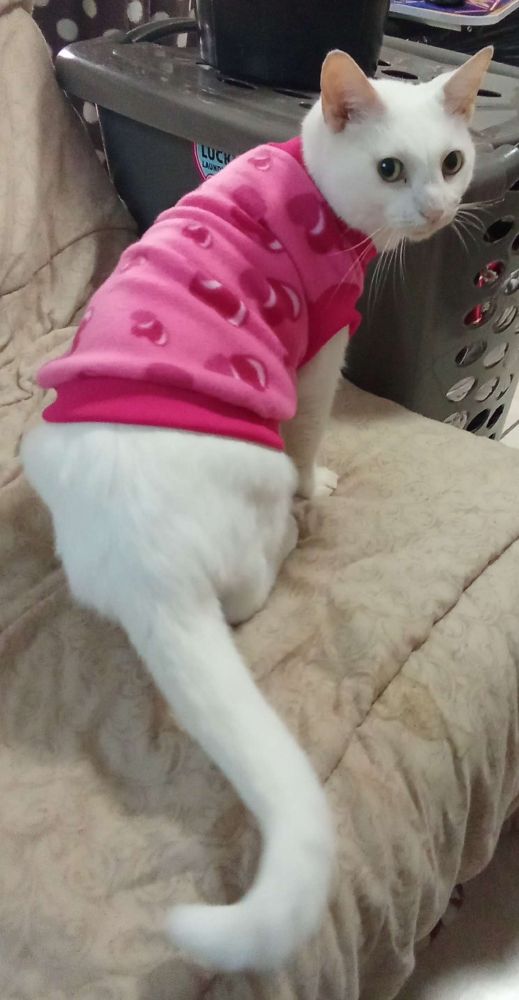 Jinx wearing a pink jersey during winter to keep her chest warm.