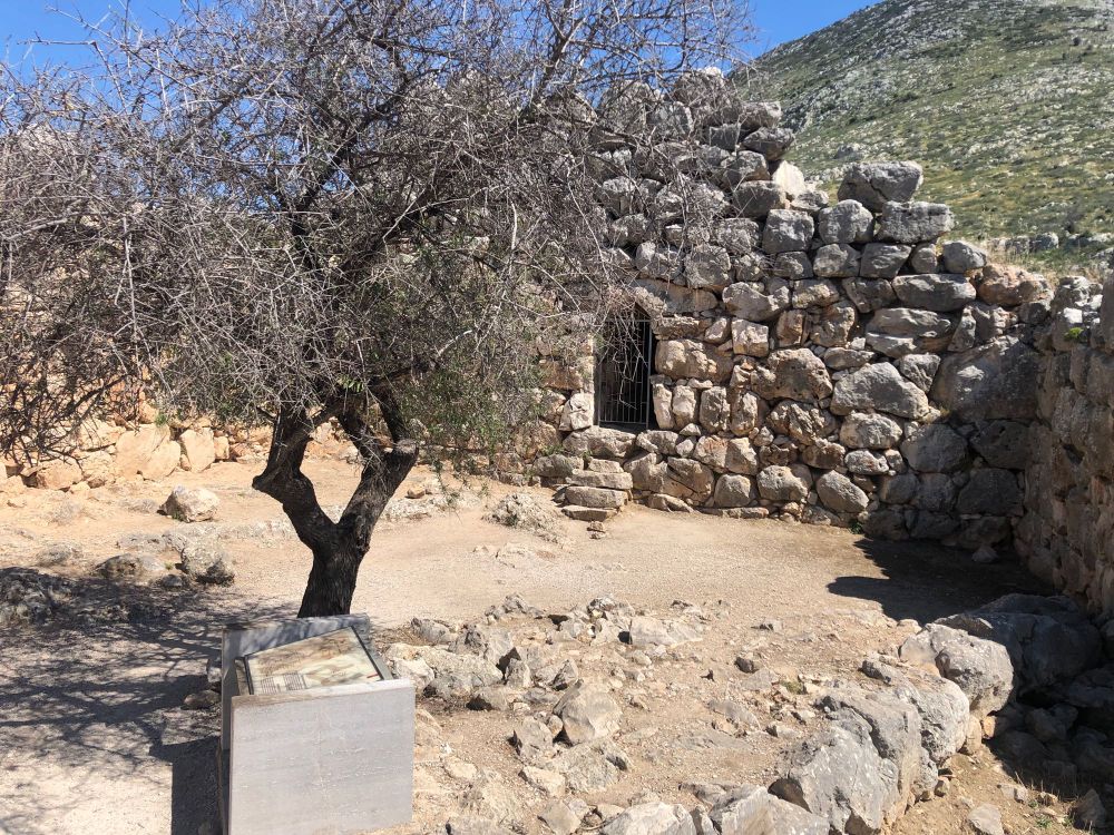 An olive tree grows within the area known as the Northeast Extension