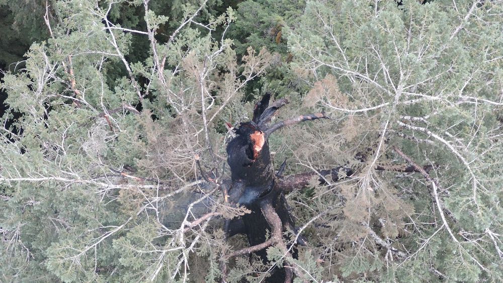 Firefighters from the Coos Forest Protective Association are trying to save one of the world’s tallest Douglas fir, a 325-foot behemoth on the Oregon Coast known as the Doerner Fir. 