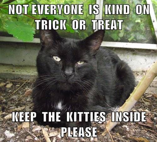 photo of a black cat sitting outside among some plants. white text over the photo says "not everyone is kind on trick or treat, keep the kitties inside please"