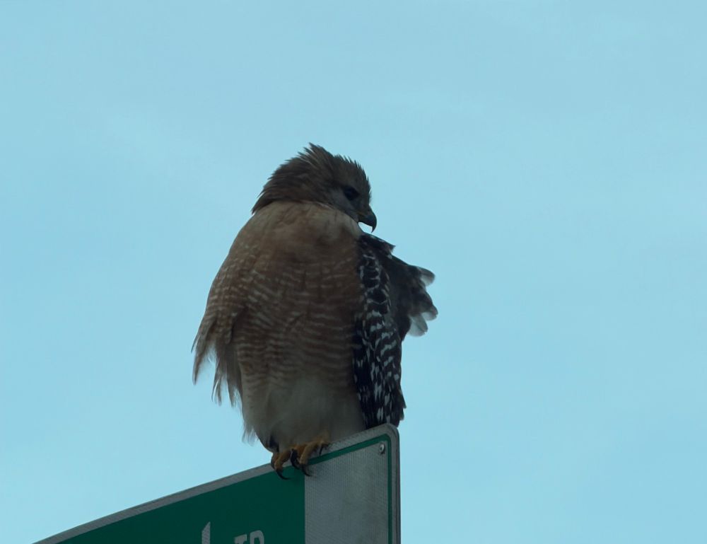 A red shouldered hawk all fluffed up, sitting on a street sign 