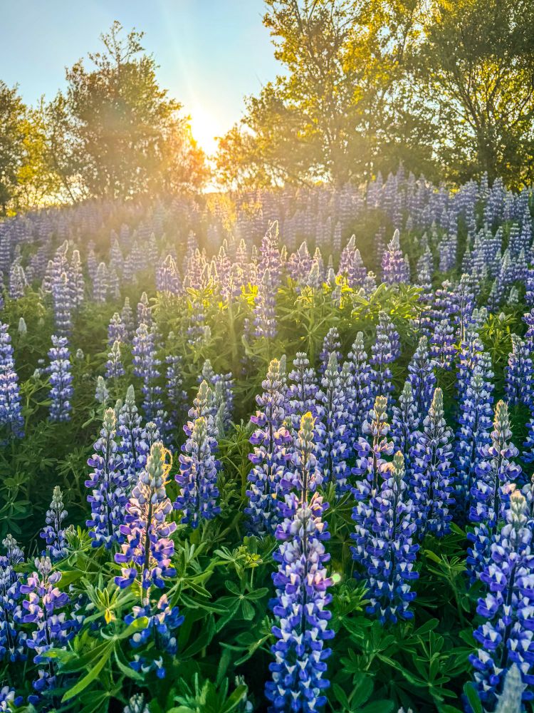 Sunset in a field of purple lupine 