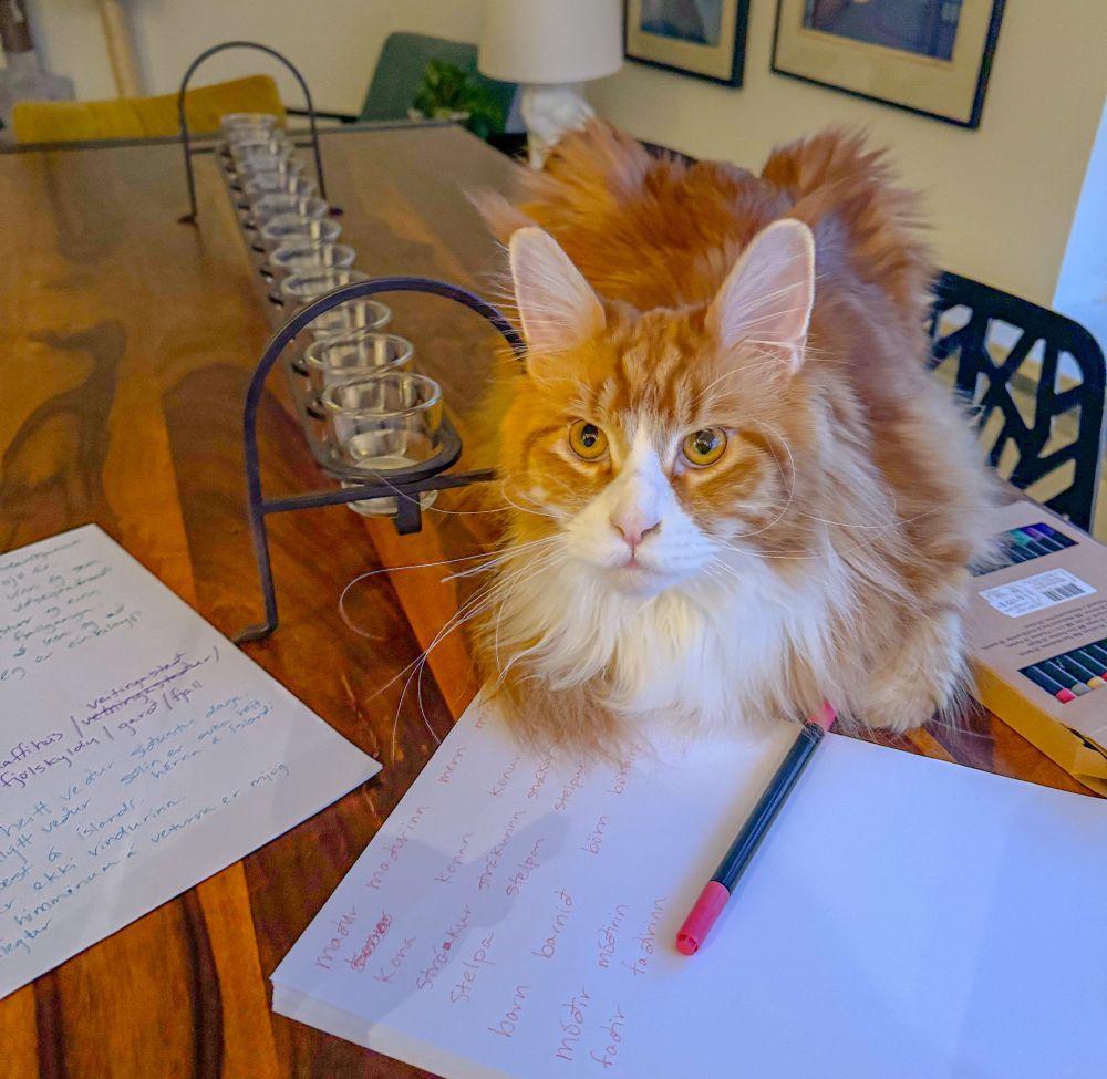 My cat Ásgeir helped me study for my Icelandic test 
