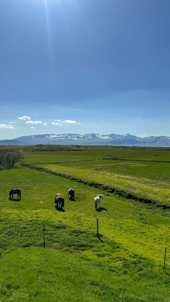 Horses in a green pasture 
