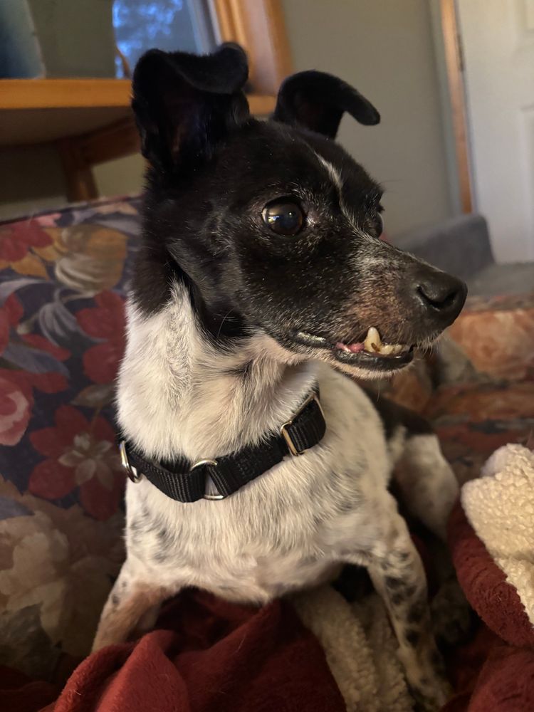 Profile shot of a small dog whose jaw is so misaligned several of his teeth close on the outside of his mouth. 
