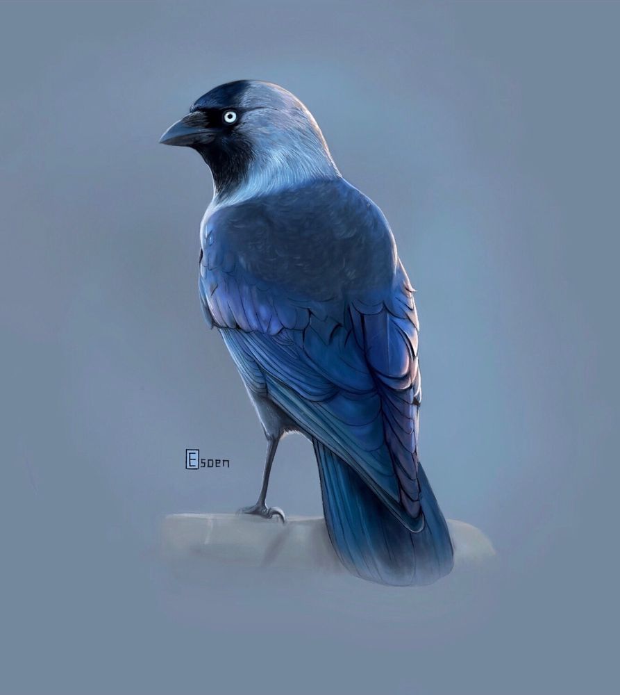 A digital painting of a jackdaw. The bird is perched, its grey-blue feathers faintly back-lit.