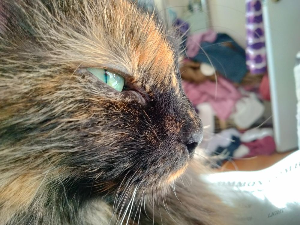 Closeup side view of the face of my sweet tortie cat, deviously plotting to reclaim hazmat status for her toilet the minute I'm done cleaning it.  Her eyes are half shut, pupils slit with determination.  
