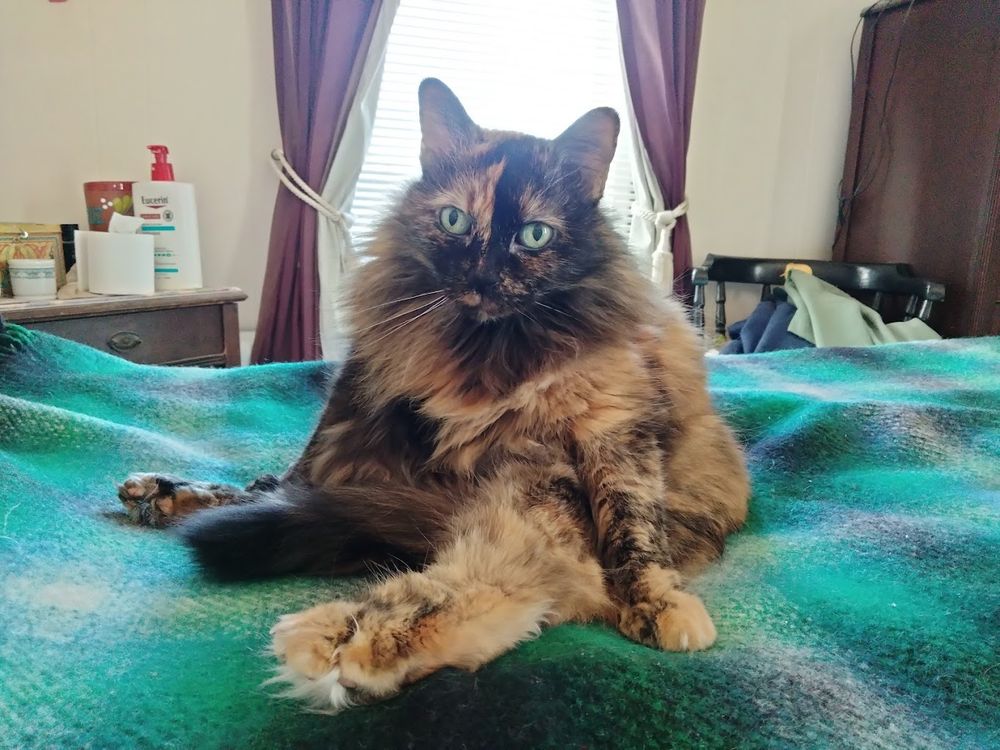 Large orange and black tortie cat on the bed covered with a plaid green wool blanket, sitting on her big fat floofy butt.  Her rear legs are splayed out in front of her, tail between, and her front paws at at her sides.  She was interrupted mid-bathe, and her expression says "do you MIND?" 