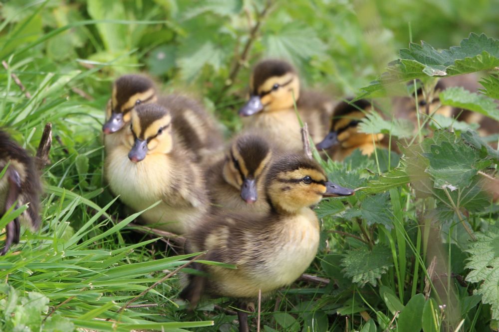 Ducklings walking through long grass 