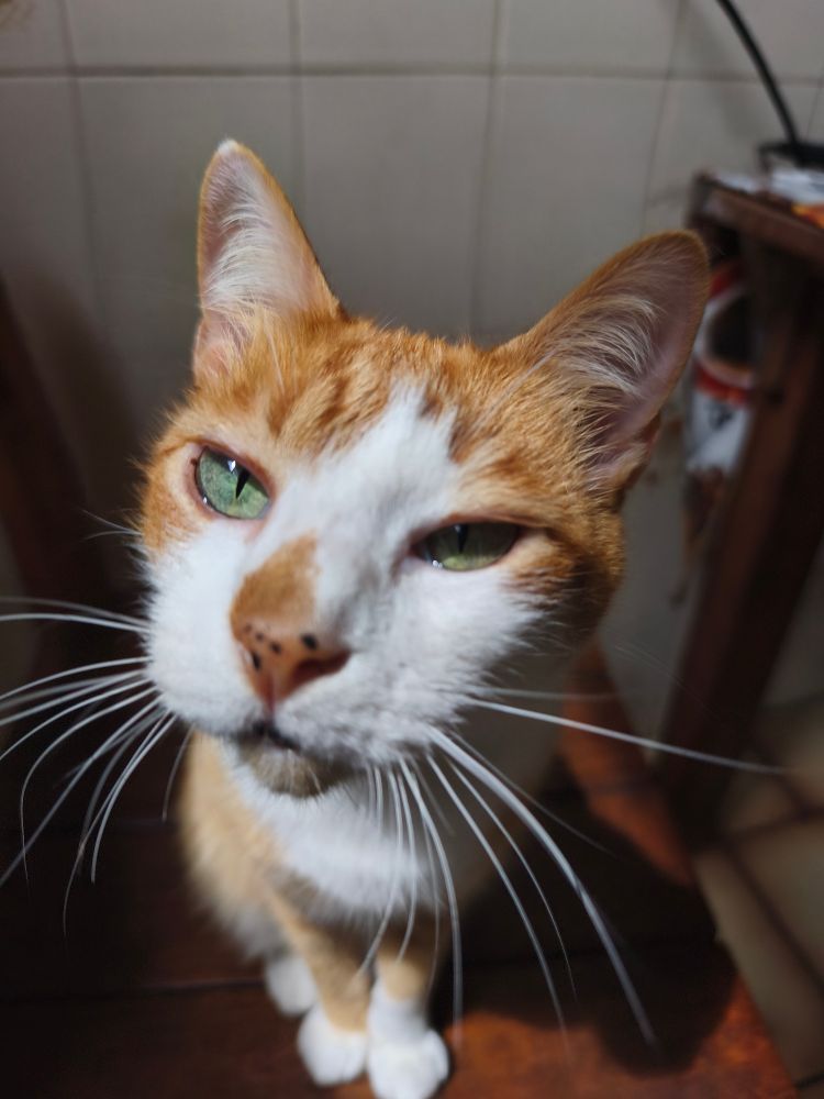 O mesmo gato da foto anterior, agora o foco é total no rosto dele que tá mais perto da câmera, como se ele tivesse vindo te cheirar