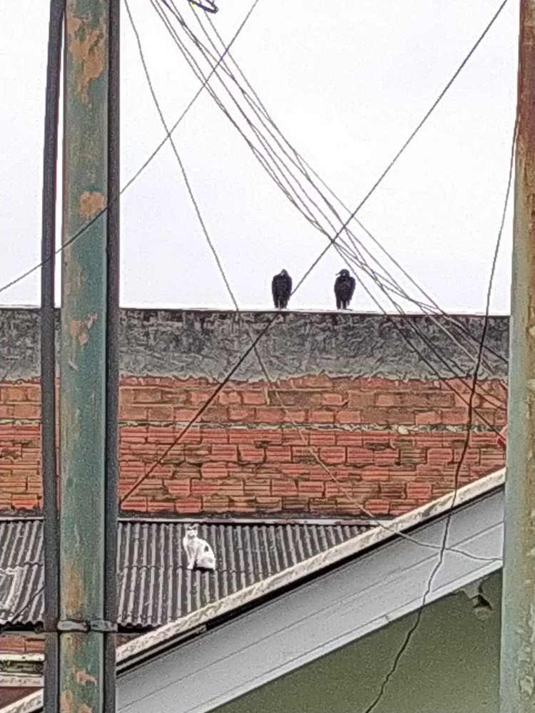Foto com zoom de telhados e poste com fiações, em um telhado mais baixo está um gato com manchas pretas, parado de boas, no telhado de cima tem dois urubus tbm de boas